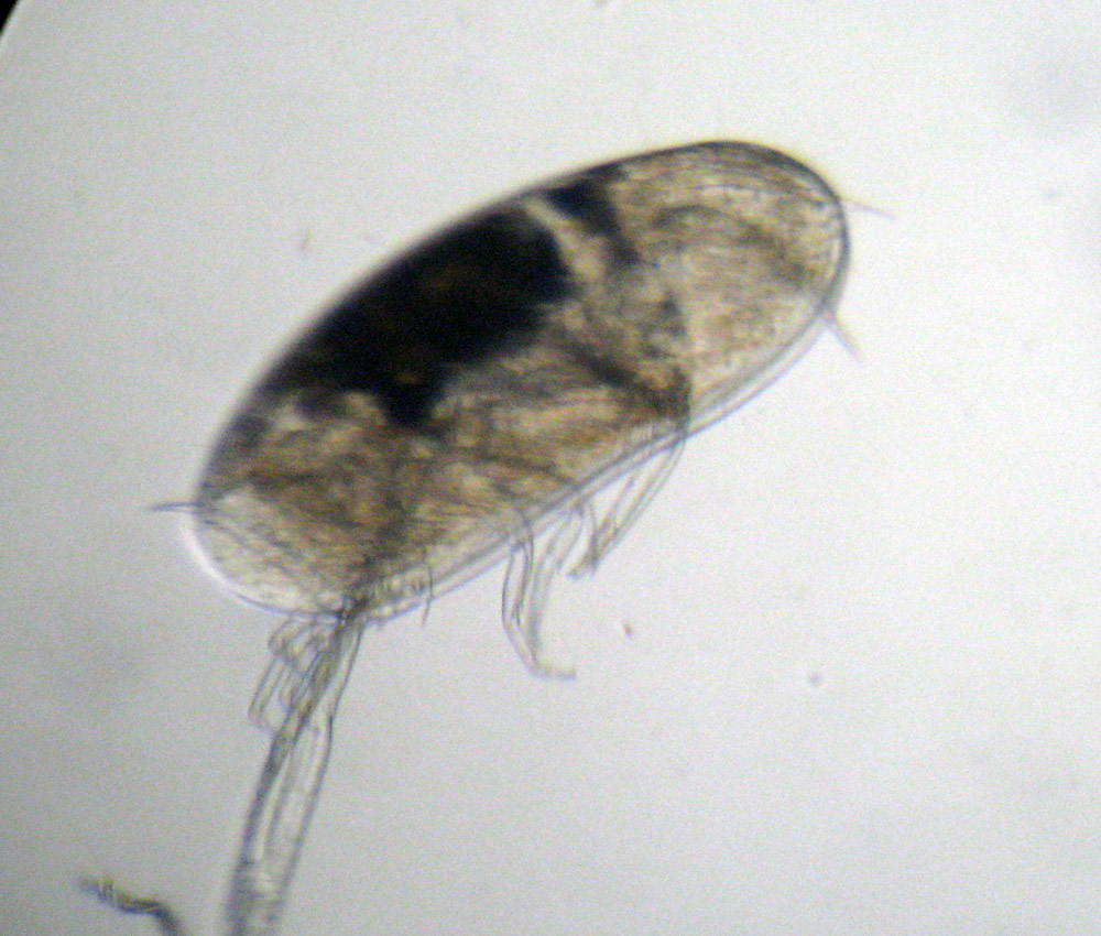 Ostracodi poco seri